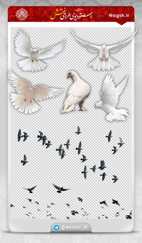 مجموعه کامل کبوتر و پرندگان در حال پرواز