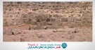 دانلود فیلم قبرستان بقیع برای استفاده در میکس و تدوین (3)