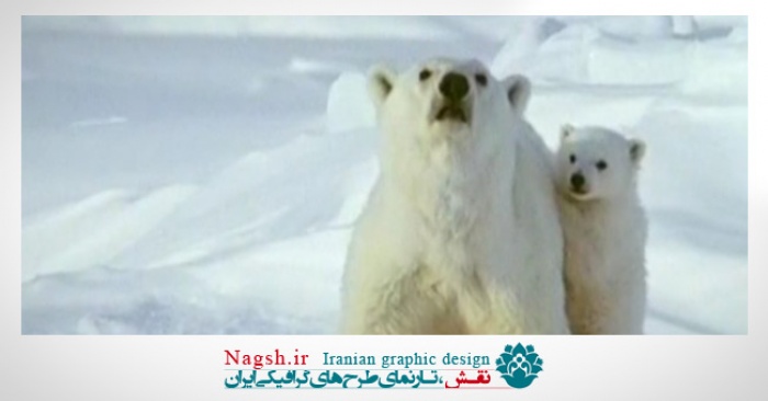 دانلود ویدئو کلیپ زندگی حیوانات در زمستان