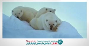 دانلود ویدئو کلیپ زندگی خرس های قطبی