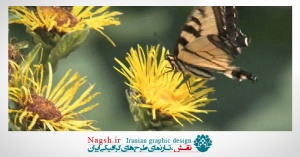 دانلود ویدئو کلیپ پروانه بر روی گل زرد
