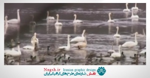 دانلود ویدئو کلیپ شنا کردن اردک ها و مرغابی ها