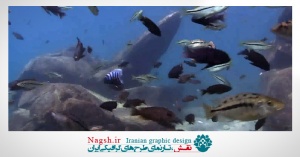 دانلود ویدئو کلیپ زیبایی از ماهی های اعماق دریا